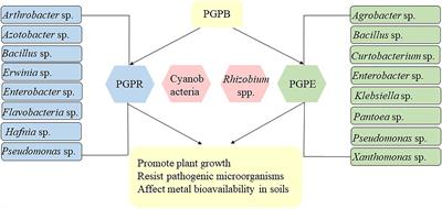 Plant growth-promoting bacteria in metal-contaminated soil: Current perspectives on remediation mechanisms